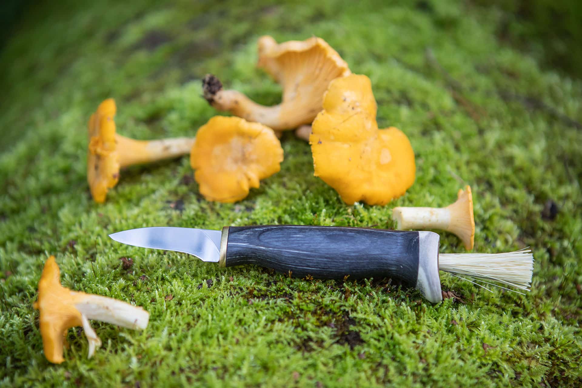 Arctic Legend Mushroom Knife coltello funghi nero