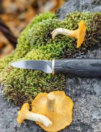 Arctic Legend Mushroom Knife coltello funghi nero