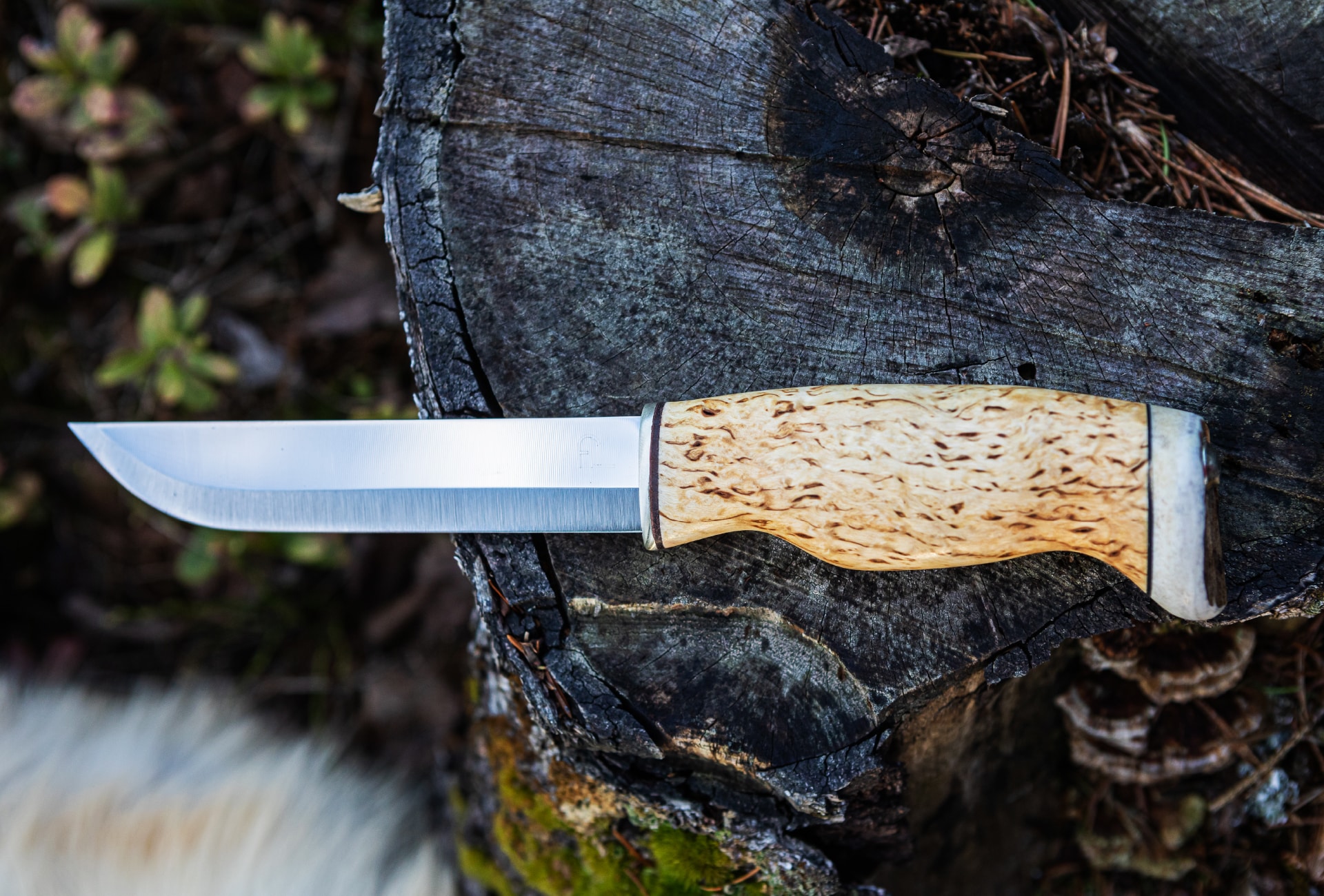 Arctic Legend Leuku Bear Knife coltello outdoor inox